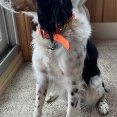 French Brittanys from Breezy Point Brittanys-French and American