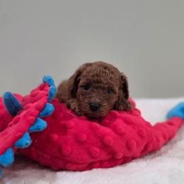 Faith (AKC) - Red  female Poodle puppy in Rainbow City, Alabama from Spinks Poodles