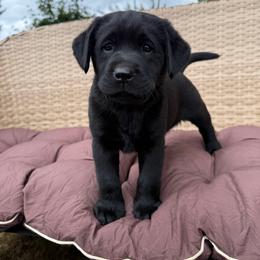 Pink - Black female Labrador Retriever puppy in Buckley, Washington from Buckley Labradors