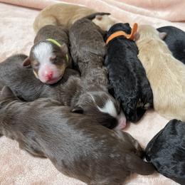 Bernedoodle Puppies from Eastside Paws LLC