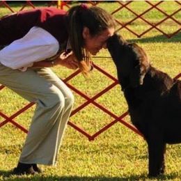 Labrador Retriever All Grown Up from EverOak Labradors