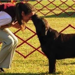 Labrador Retriever All Grown Up from EverOak Labradors