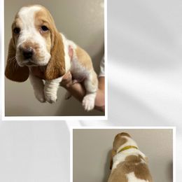Yellow - Lemon and white Basset Hound puppy in Baytown, Texas from Mariah's Basset Hounds