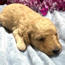 Apricot male - Apricot male Poodle puppy in Williston, Florida from JD French Bulldogs, Mini Poodles, and Border Collies