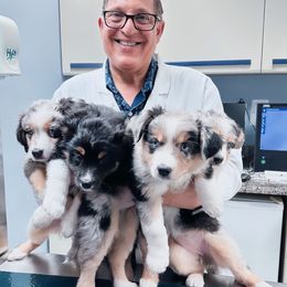 Australian Shepherd Puppies from Caramel Bliss Aussies - NJ NYC