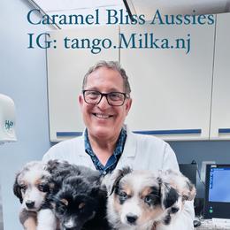 Australian Shepherd Puppies from Caramel Bliss Aussies - NJ NYC