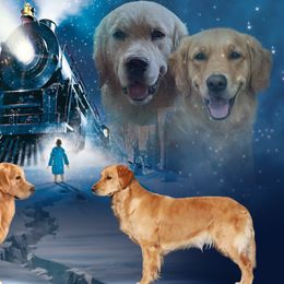 Golden Retrievers from Sunridge Goldens