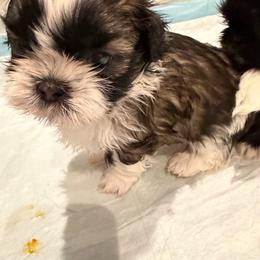 Zed - Tricolor male Shih Tzu puppy in Riverside, California from AKC Shih Tzu of California