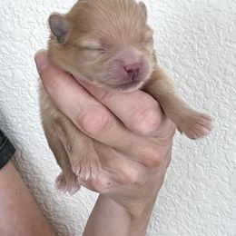 Pomeranian Puppies from Chic-Tastic Poms
