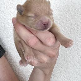 Pomeranian Puppies from Chic-Tastic Poms