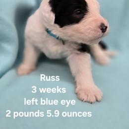 Russ - Gray and white male Old English Sheepdog puppy in Sutherlin, Oregon from Sapphire Eyes Sheepdogs