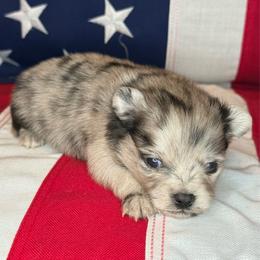 Rex - Blue merle male Pomeranian puppy in Lexington, Oklahoma from BooneDox Miniature Dachshunds
