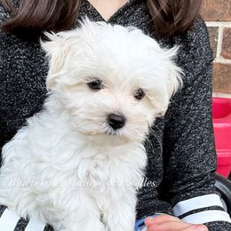 Maltese Puppies from Best Maltese & Toy Poodles
