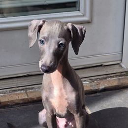 Gino - Blue male Italian Greyhound puppy in Duncanville, Texas from Oremor's