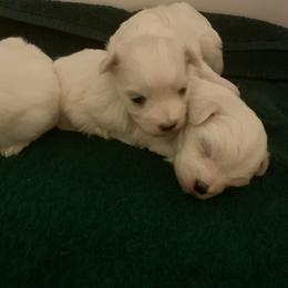 Maltese Puppies from Hummingbird Fields