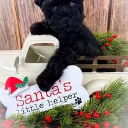 Miniature Schnauzer and Poodle Puppies from Crystal Rose Canines