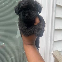 Ken - Sable male Yorkipoo puppy in Gastonia, North Carolina from Dynasty Kennel