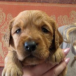 Curtis - Dark golden male Golden Retriever puppy in Princeton, Minnesota from Bewitched Goldens