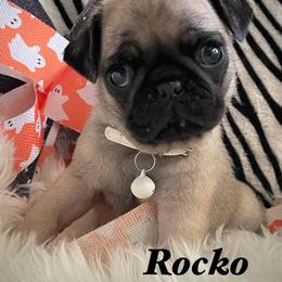 Rocko - Fawn male Pug puppy in Hesperia, California from Amatskennel - Stubby Tails Ranch