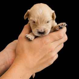 Lilly Moon ( Light purple collar ) - Dark golden female Golden Retriever puppy in Oregon from A Goldens First Love