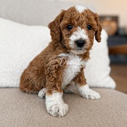 Phoenix - Red  male Goldendoodle puppy in Gilbert, Arizona from Doodle Bliss