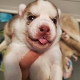 Siberian Husky Puppies from Naturez Siberians