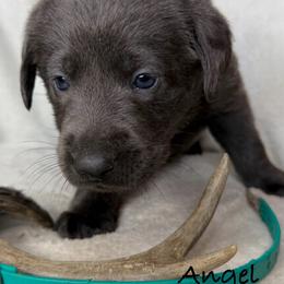 Angel - Charcoal female Dilute Retriever puppy in Grants Pass, Oregon from KnR Antler Dogs