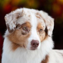 Blush - Australian Shepherd