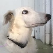 Borzoi puppies from HowlinWolf Borzoi