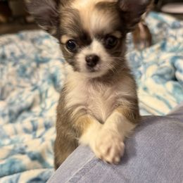 Boy 3 - Fawn male Chihuahua puppy in Summerfield, Florida from Uey’s Chihuahuas