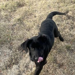 Labrador Retriever puppies from Crown Royal hunting Labs