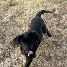 Labrador Retriever puppies from Crown Royal hunting Labs