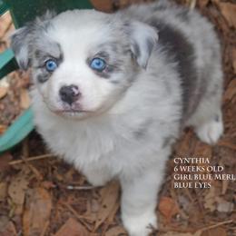 Cynthia - Blue merle female Miniature Australian Shepherd puppy in Patterson, North Carolina from DreamLine Aussies