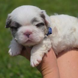 Onyx - Black and white male French Bulldog puppy in Miami, Oklahoma from Destiny Jones