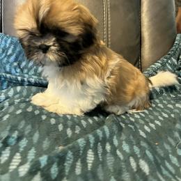Shih Tzu Puppies from Wanda M Golden