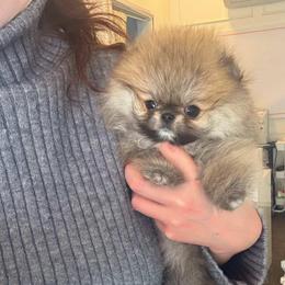Betty - Orange sable female Pomeranian puppy in Salem, Oregon from BP PUPS