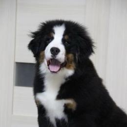 Petrov - Bernese Mountain Dog
