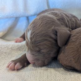Boy 3 - Blue Poodle puppy in Silverton, Oregon from Rambler Goldens