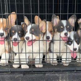 American Corgi and Pembroke Welsh Corgi Puppies from Sunray Ranch