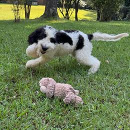 Payakan - Black and white male Bernedoodle puppy in Williamston, South Carolina from Sassy Bob’s Dogs