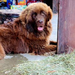 Newfoundlands from Gar Creek Farms