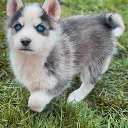 Chinese Crested and Pomsky Puppies from Willow Creek Cresteds