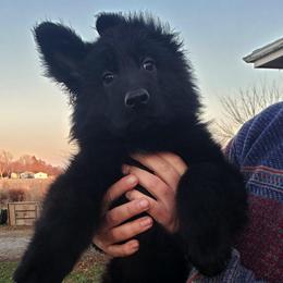 German Shepherd Puppies from Von Holtzapple German shepherds