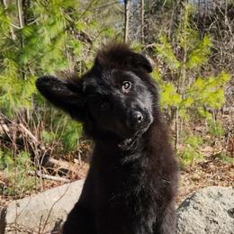 Bailey READY NOW - Black female German Shepherd puppy in White Cloud, Michigan from Von WestLynn German Shepherds