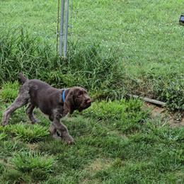 Gordon Setter and Spinone Italiano Puppies from Spinsetters