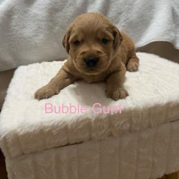 Pick 1 through 5 - Dark golden female Golden Retriever puppy in Huntington Beach, California from Beach Cities Golden Retrievers
