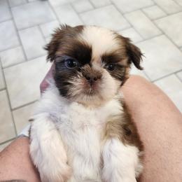 Cowboy - Liver and white male Shih Tzu puppy in Sapulpa, Oklahoma from Faith Hope and Love Shih Tzu's