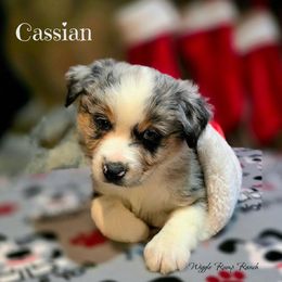 Cassius - Puppy 3 - Blue merle male Miniature American Shepherd puppy in Ellensburg, Washington from Wiggle Rump Ranch