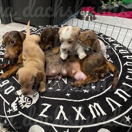 Dachshund Puppies from JnA Dachshunds