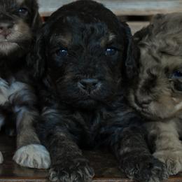 Female 2 of 3 - Phantom female Goldendoodle puppy in Macedon, New York from Toodles Goldendoodles